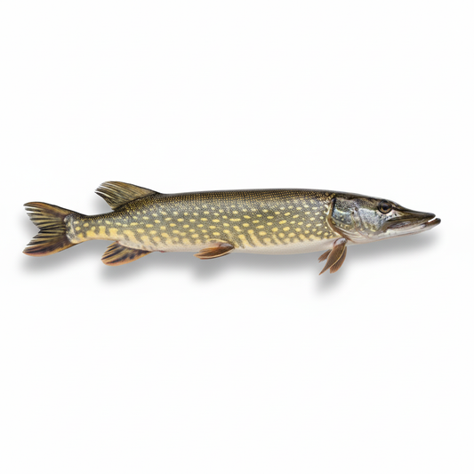 Brochet