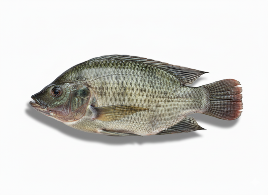 Tilapia