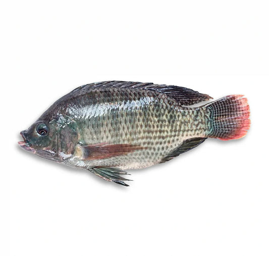 Tilapia 500GR+