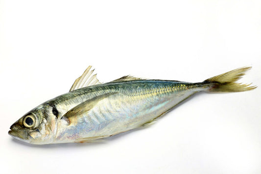 Chinchard